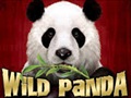 Wild Panda